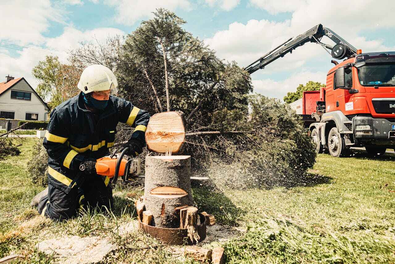 Reliable Scotts Hill, TN Tree Service Solutions